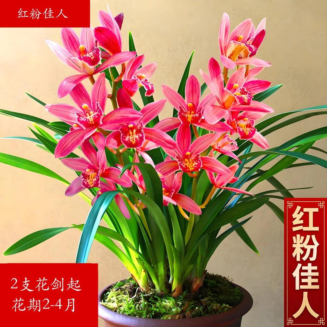 【2支花剑】红粉佳人兰花 基地直发带盆发货