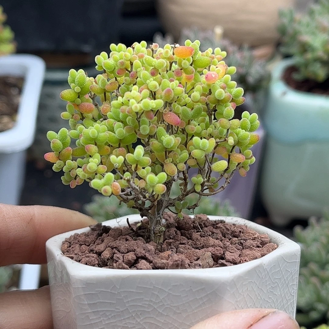 希***希蜜桔糖球优选枝干番杏