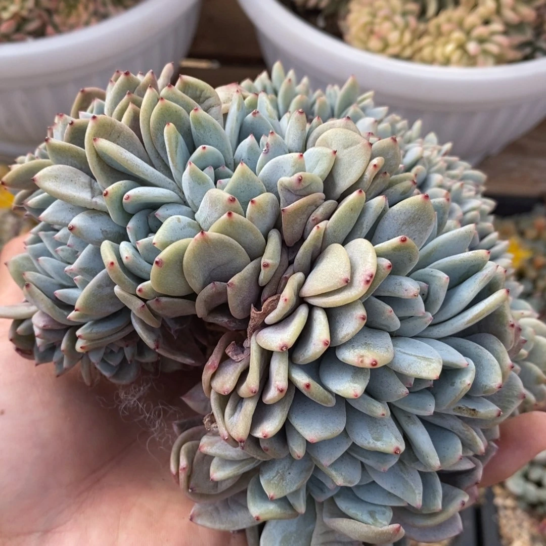 兜****）星影缀化多肉植物