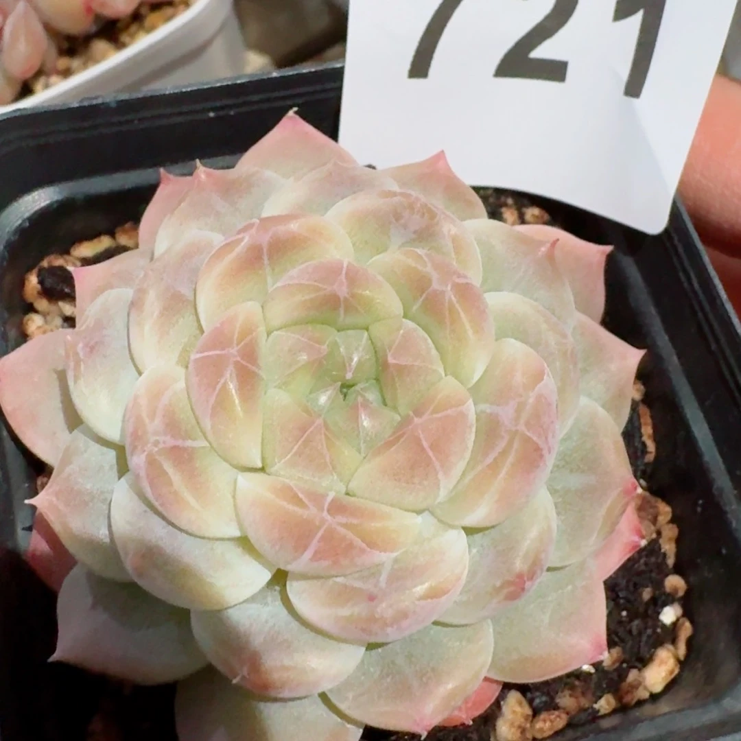 黄冰魄         精品多肉