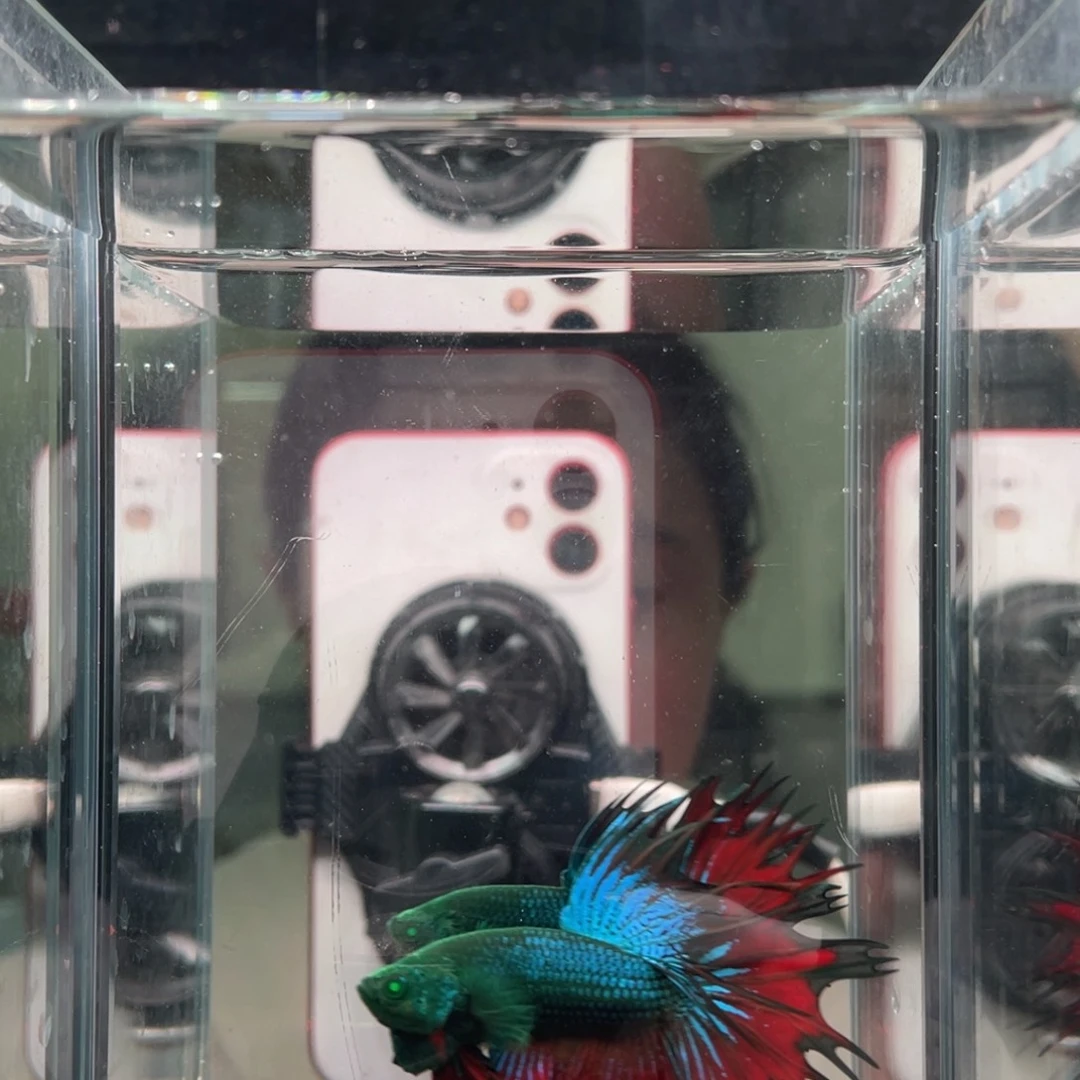 斗鱼精品印尼斗鱼210