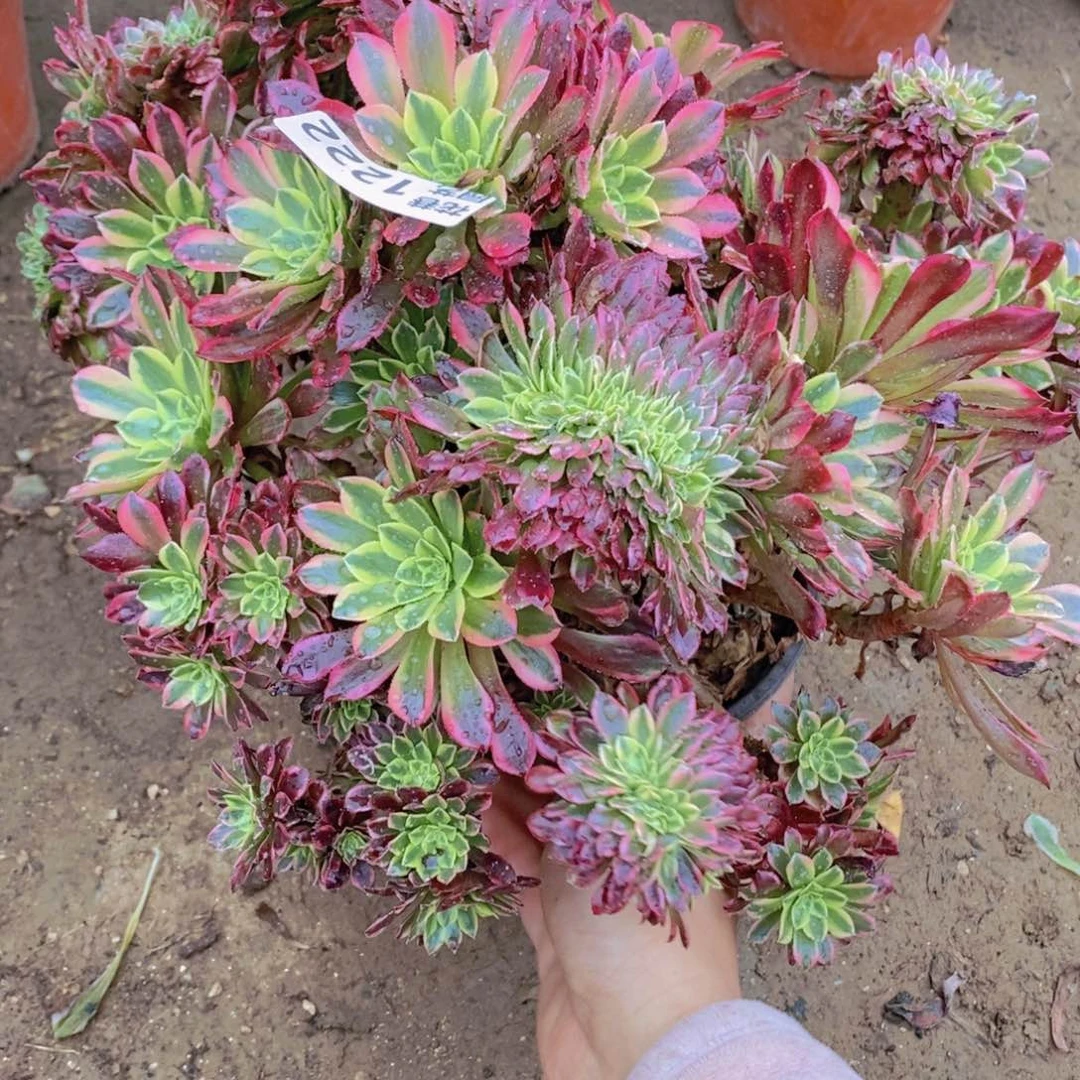 1222 号一物一拍多肉植物