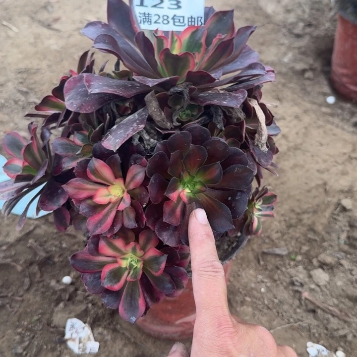 123二号棚美杜莎多肉D