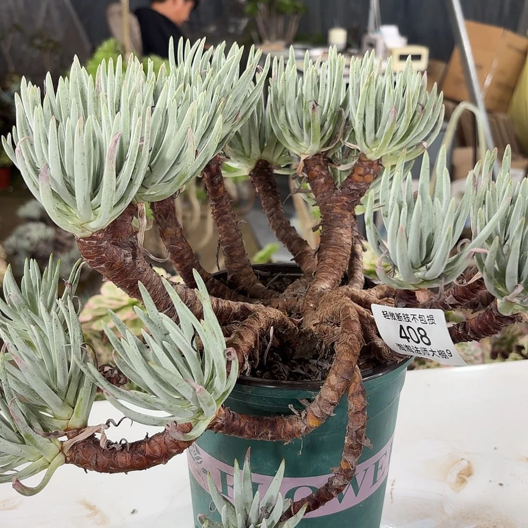 408爱杜丽斯多肉植物法师