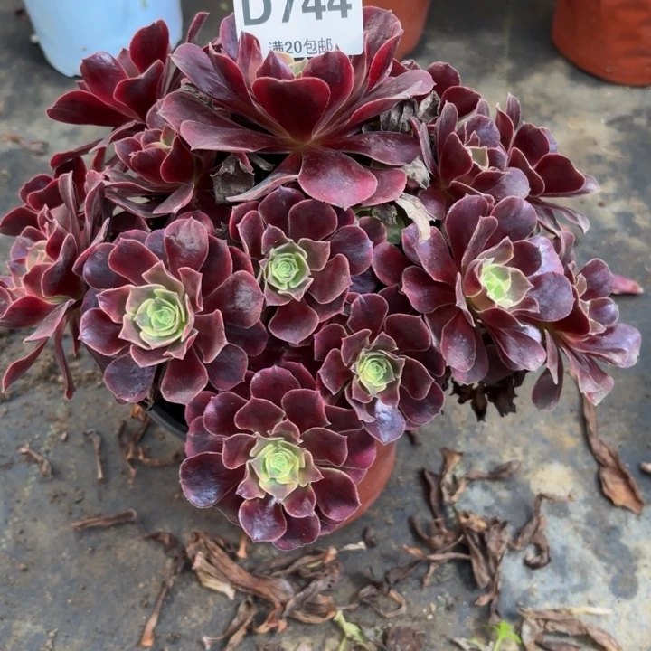 瑞妈多肉园艺744美杜莎