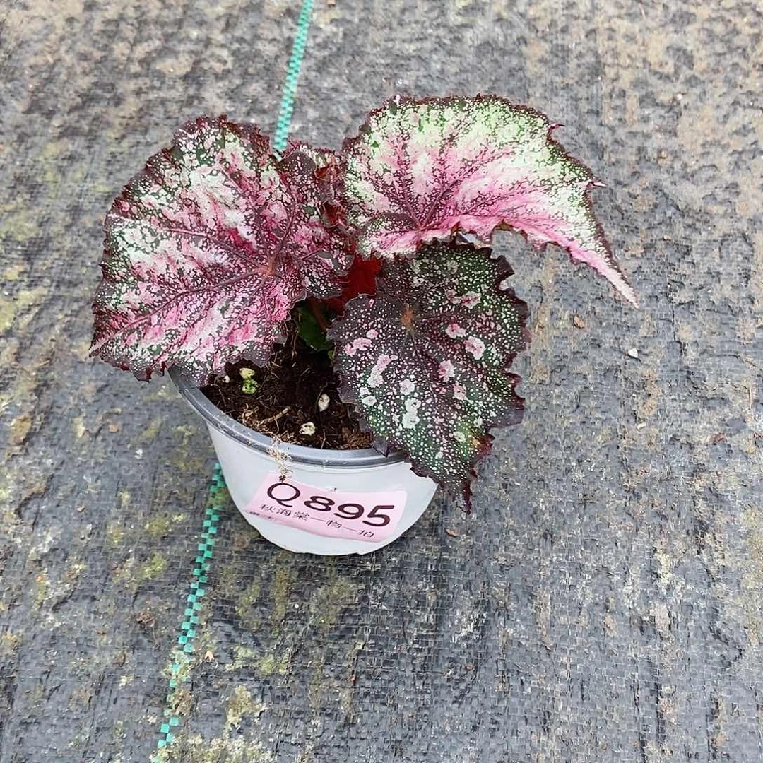 不开花植物拿***糖秋海棠895