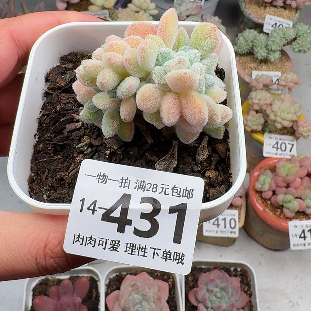 雪晃缀无盆土发货无