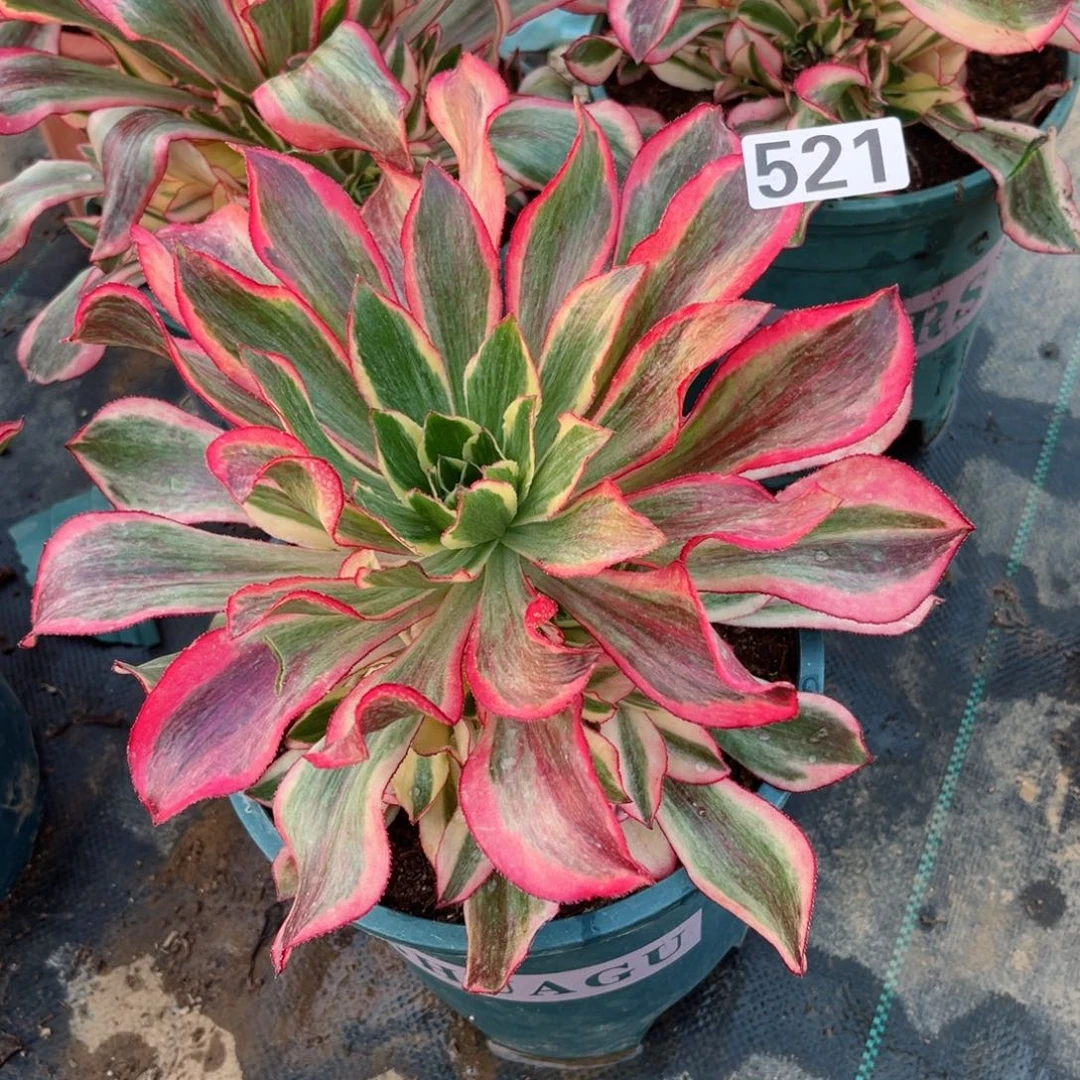 墨***颜521魅影捧花多肉法师