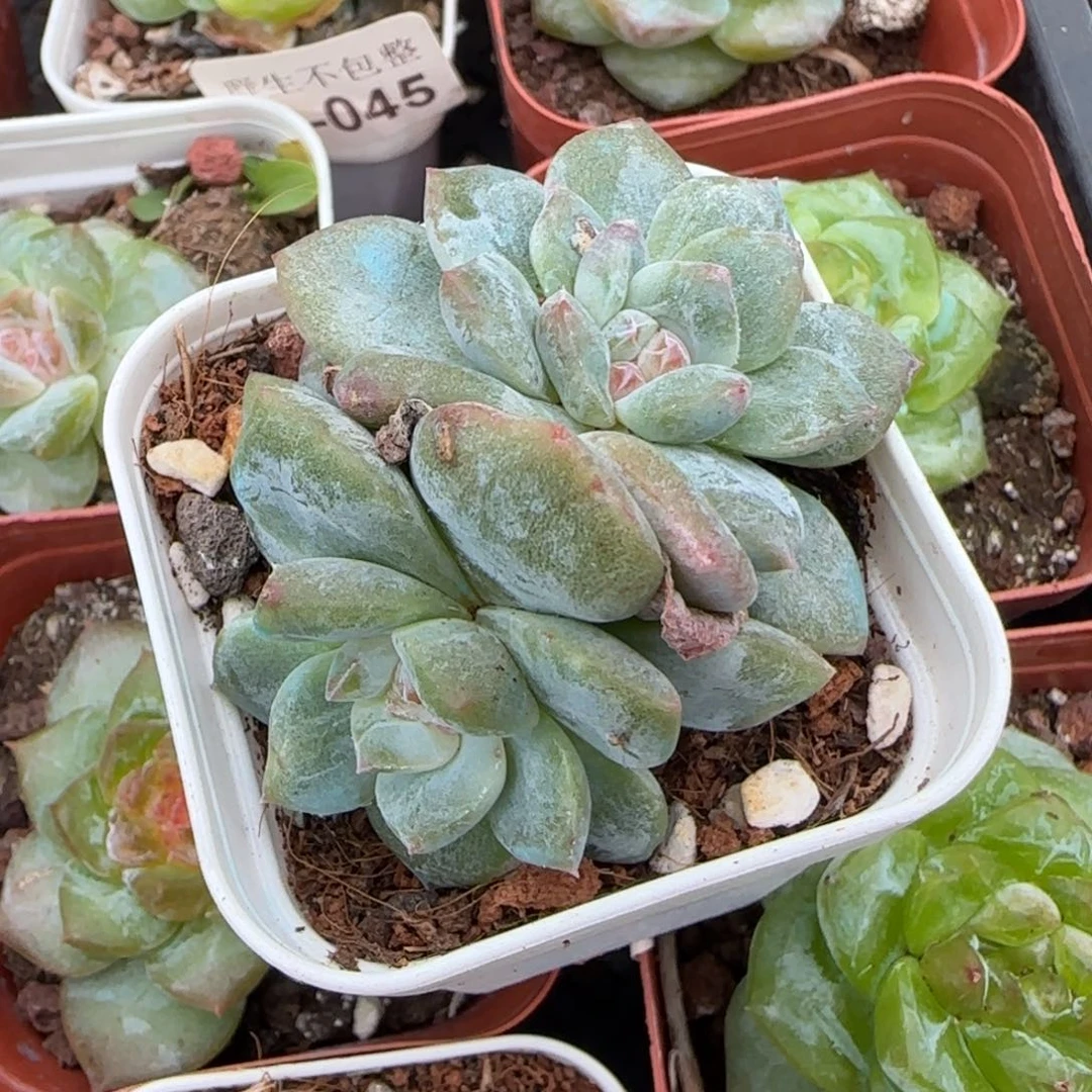 小卡拉米糖心一物一拍