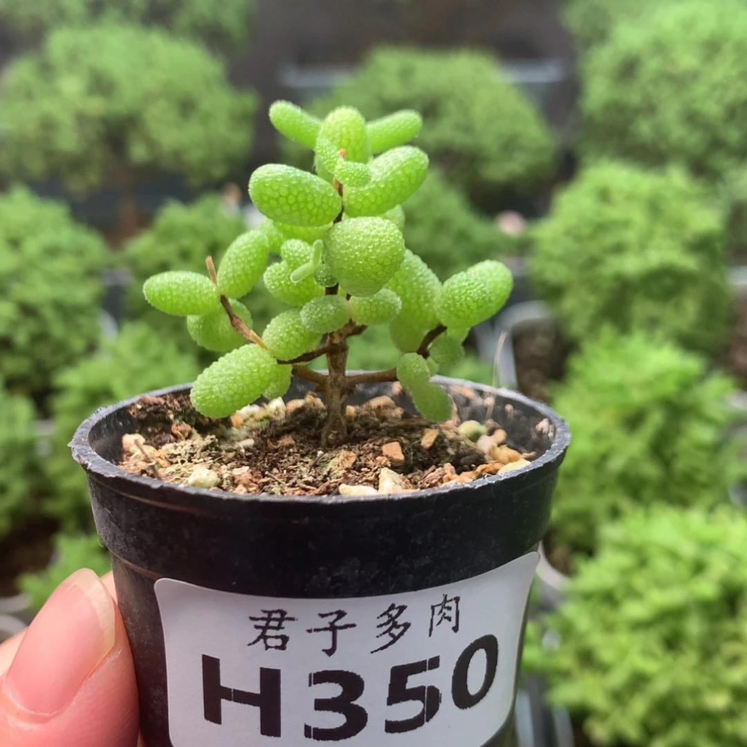 350金橘。