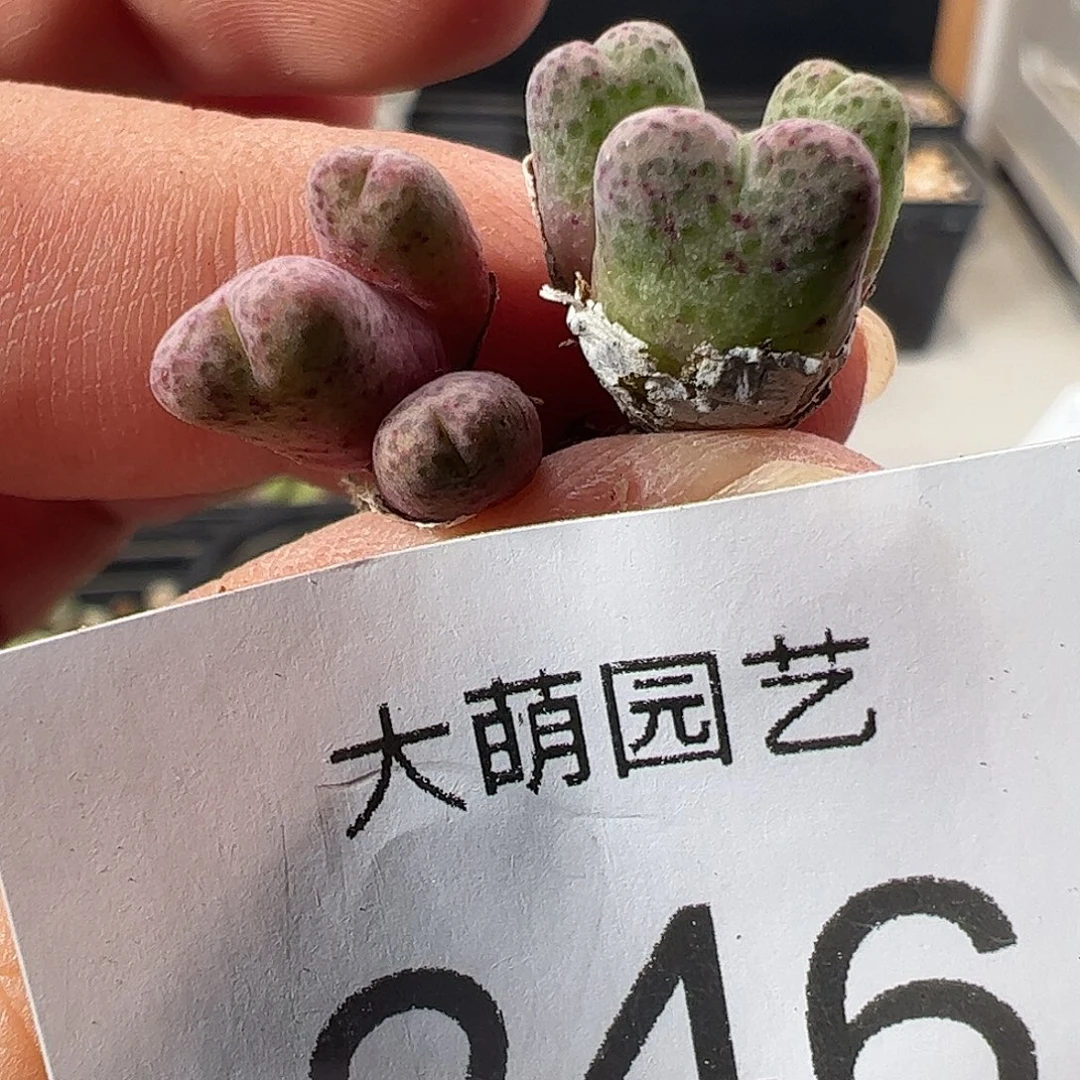 一物一拍园艺995D斑马246