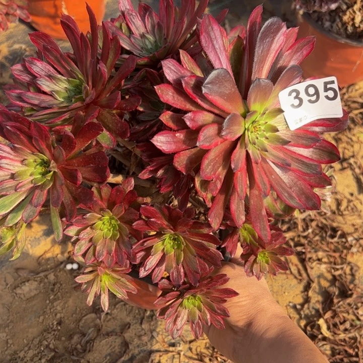 紫霞多肉植物395