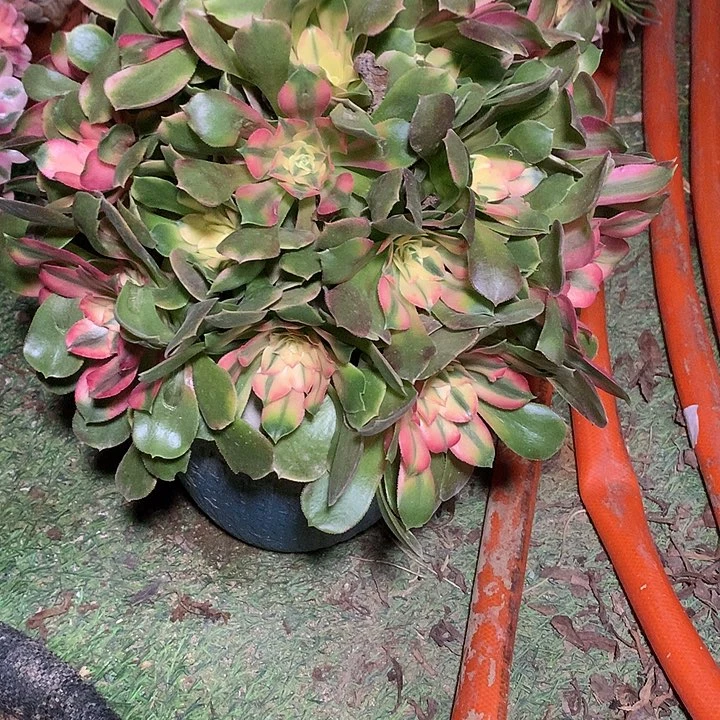 半***过118多肉植物一物一拍