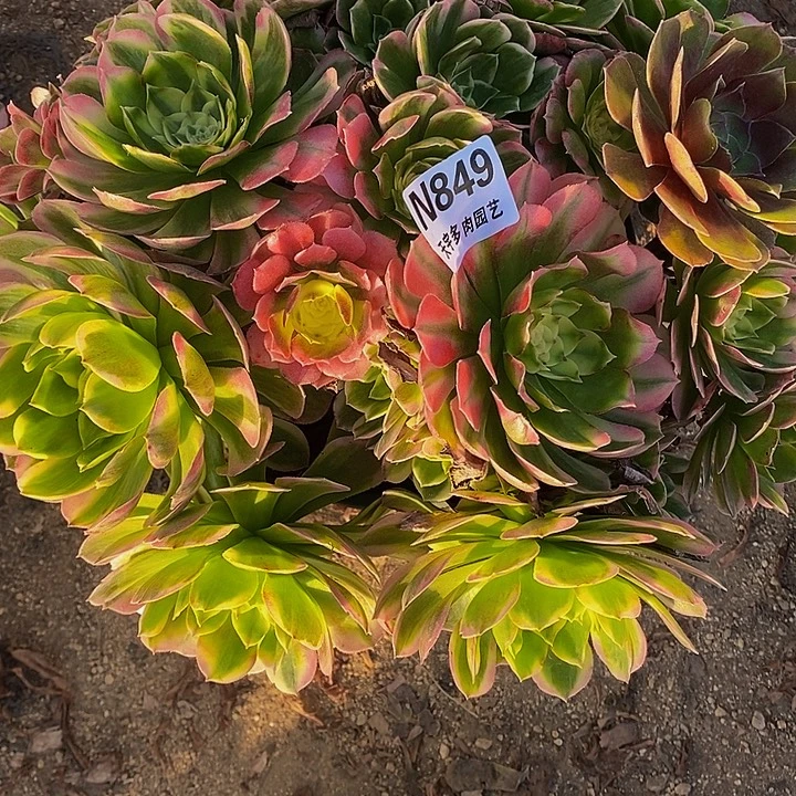 多肉植物海仙849多肉