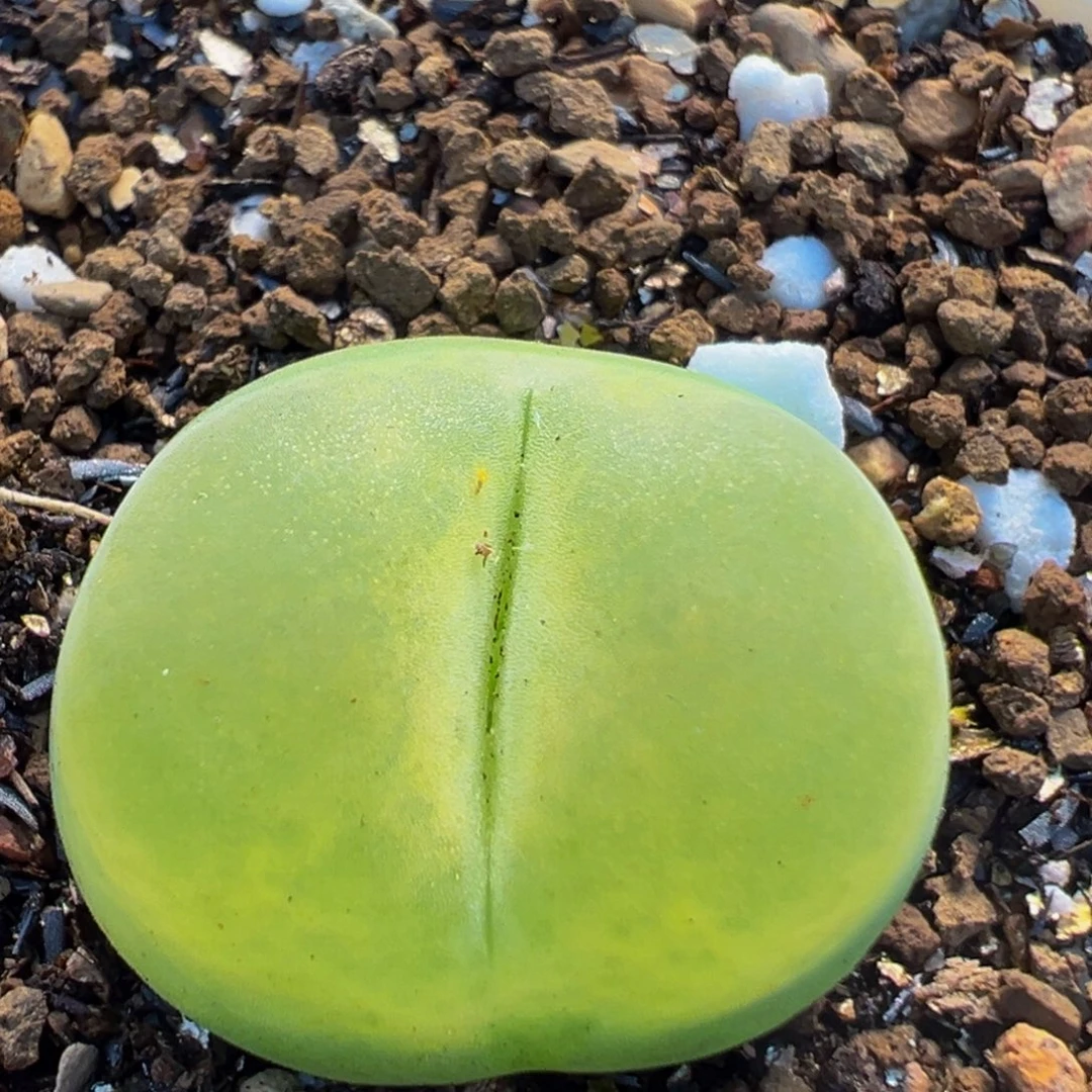 108多肉植物百科植物