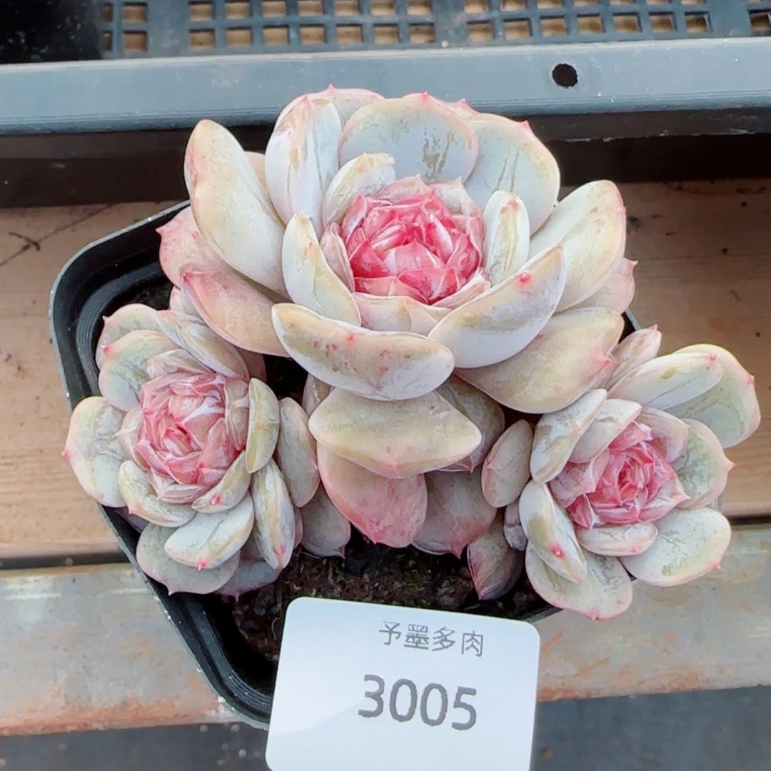 宫花群，3005多肉植物