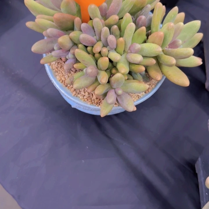 语***儿08256多肉植物一物一拍寄养