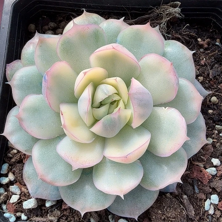草莓蛋糕锦，多肉植物