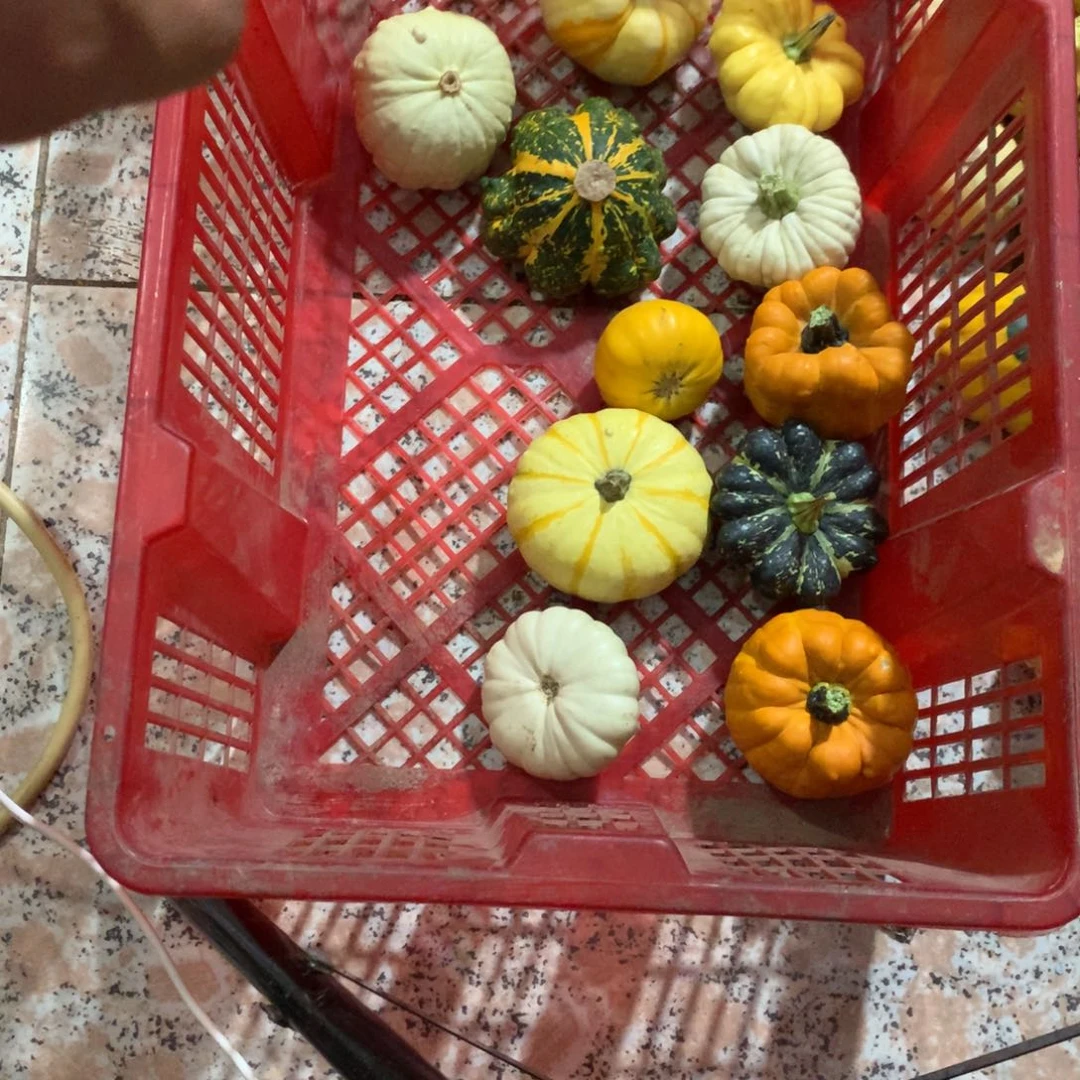 钻***n墨西哥！墨西哥！墨西哥