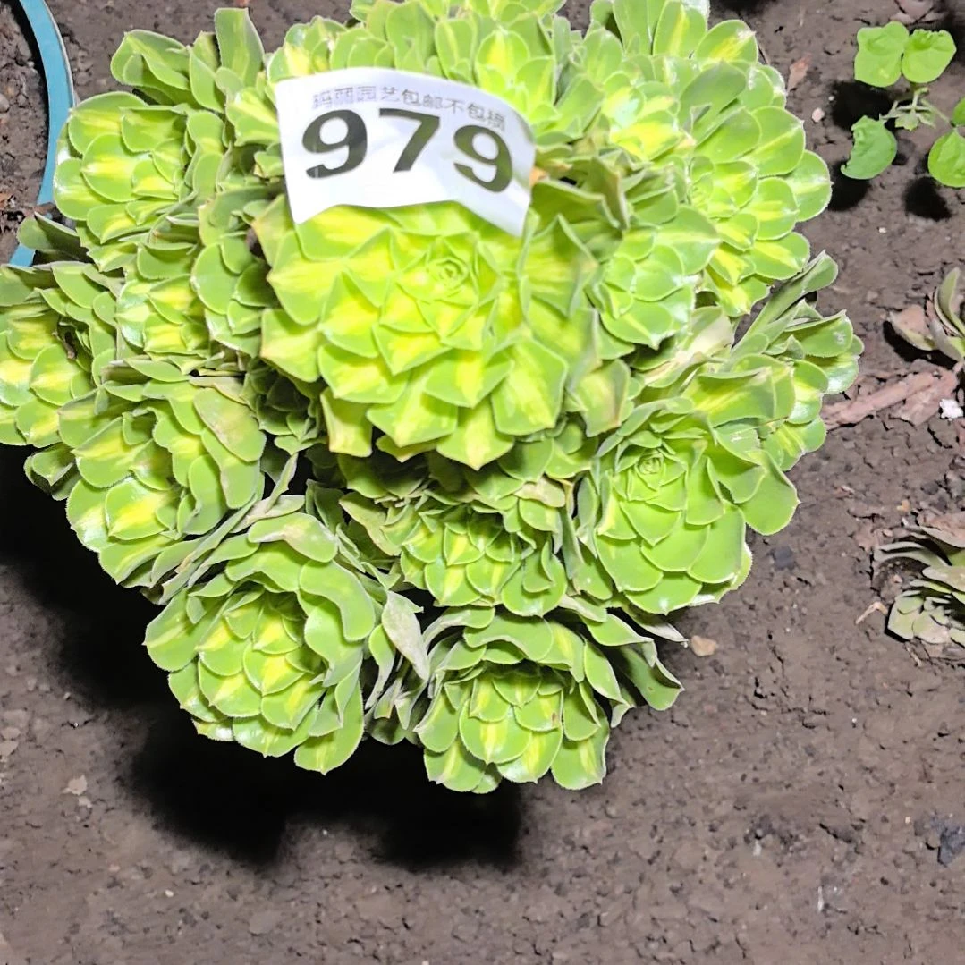 979翡翠琉璃花花2-12