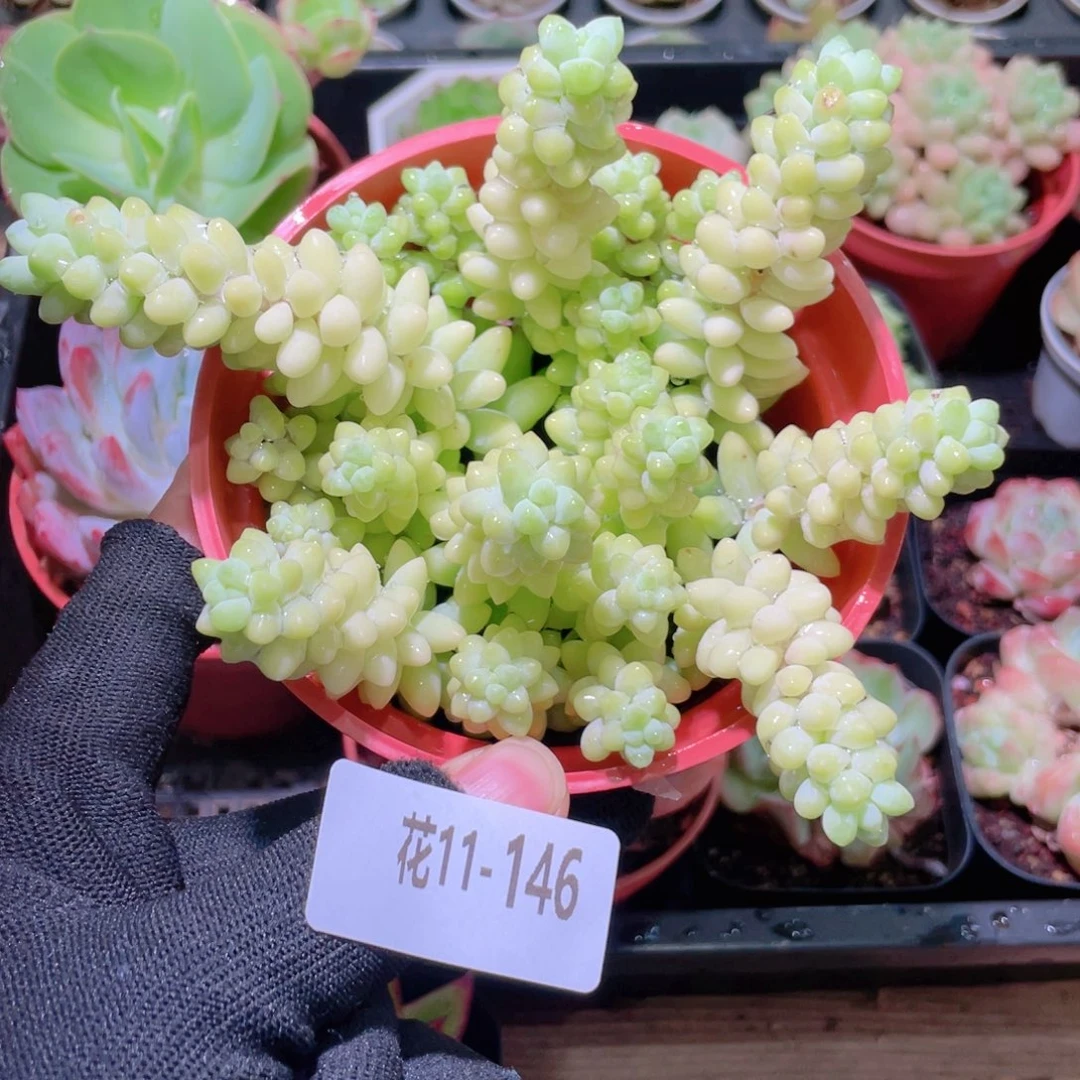 花利美11-146玉坠
