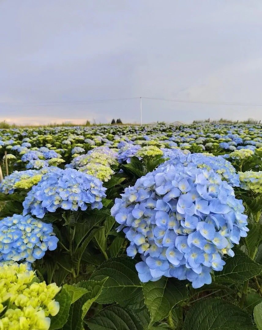 （高桩大海兰）单瓣绣球花适合阳台庭院种植，云南昆明基地直发