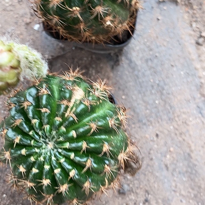 2个丽花10.9仙人球36788