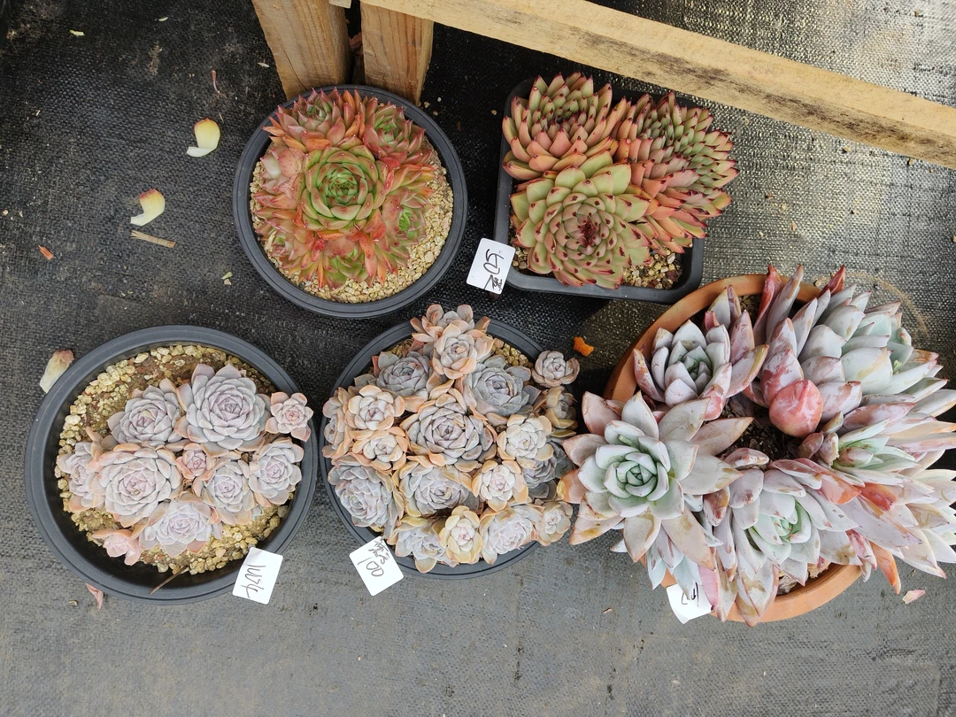 1004花掌柜精品杂交多肉5盆