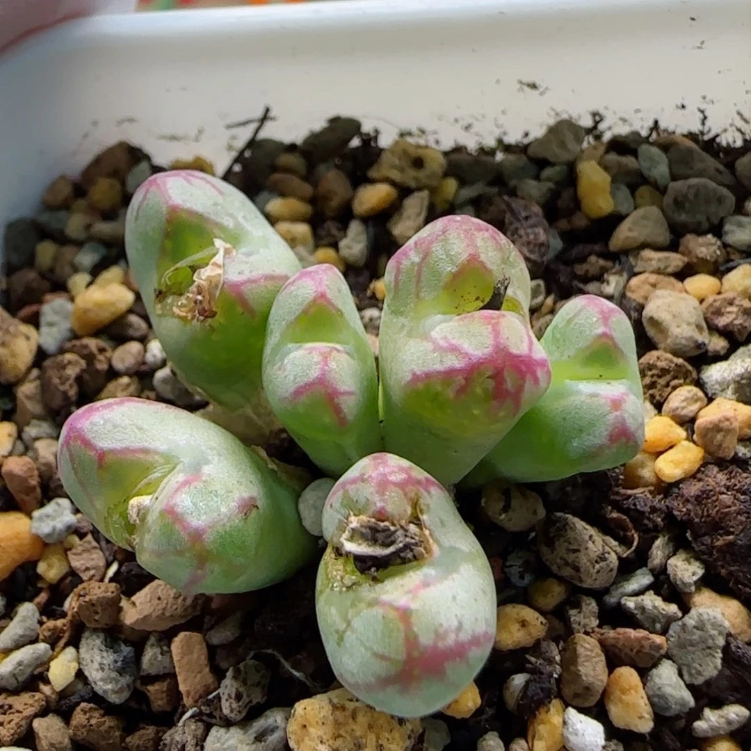 大*?2-17铅笔画杂交多肉脱土