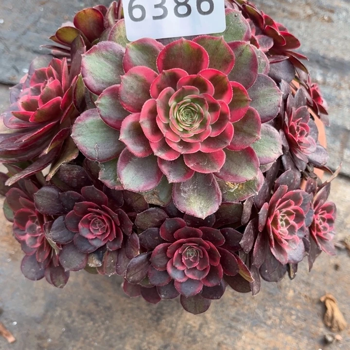 新品克拉恋人特价多肉