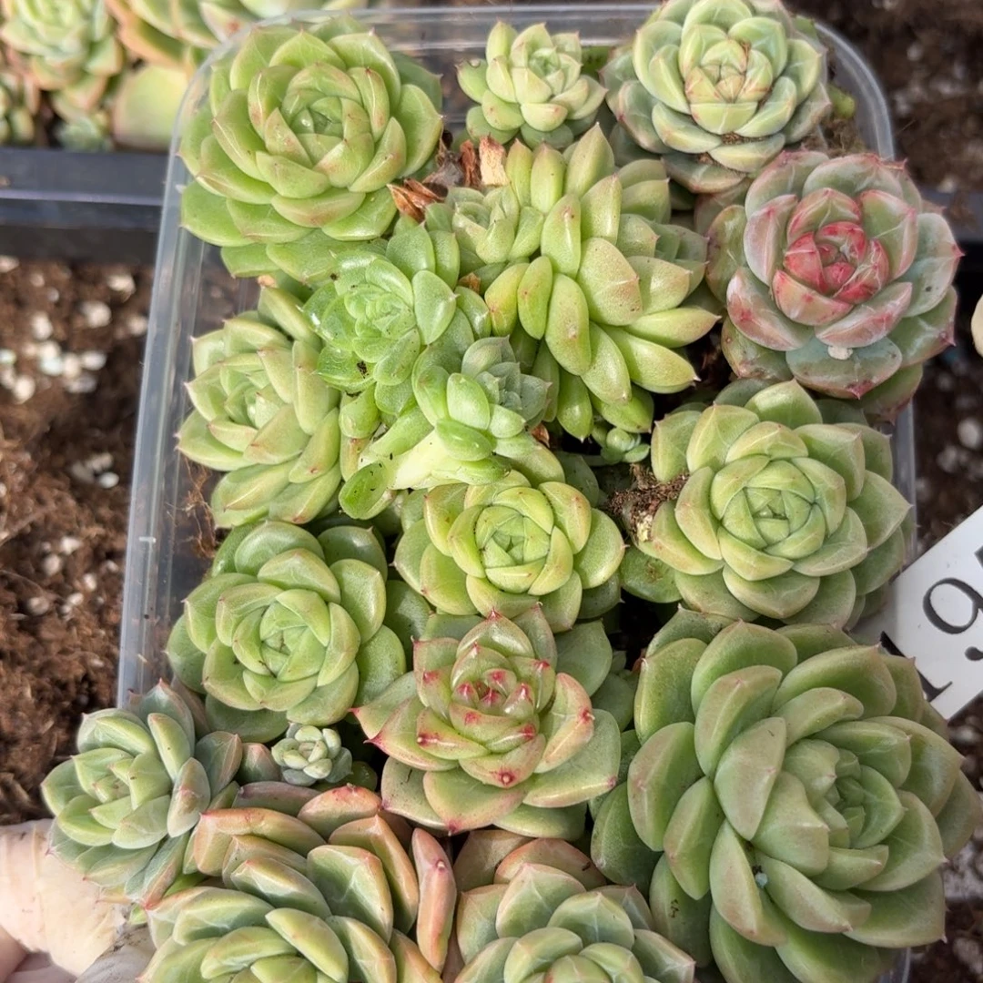 多肉植物多肉植物197