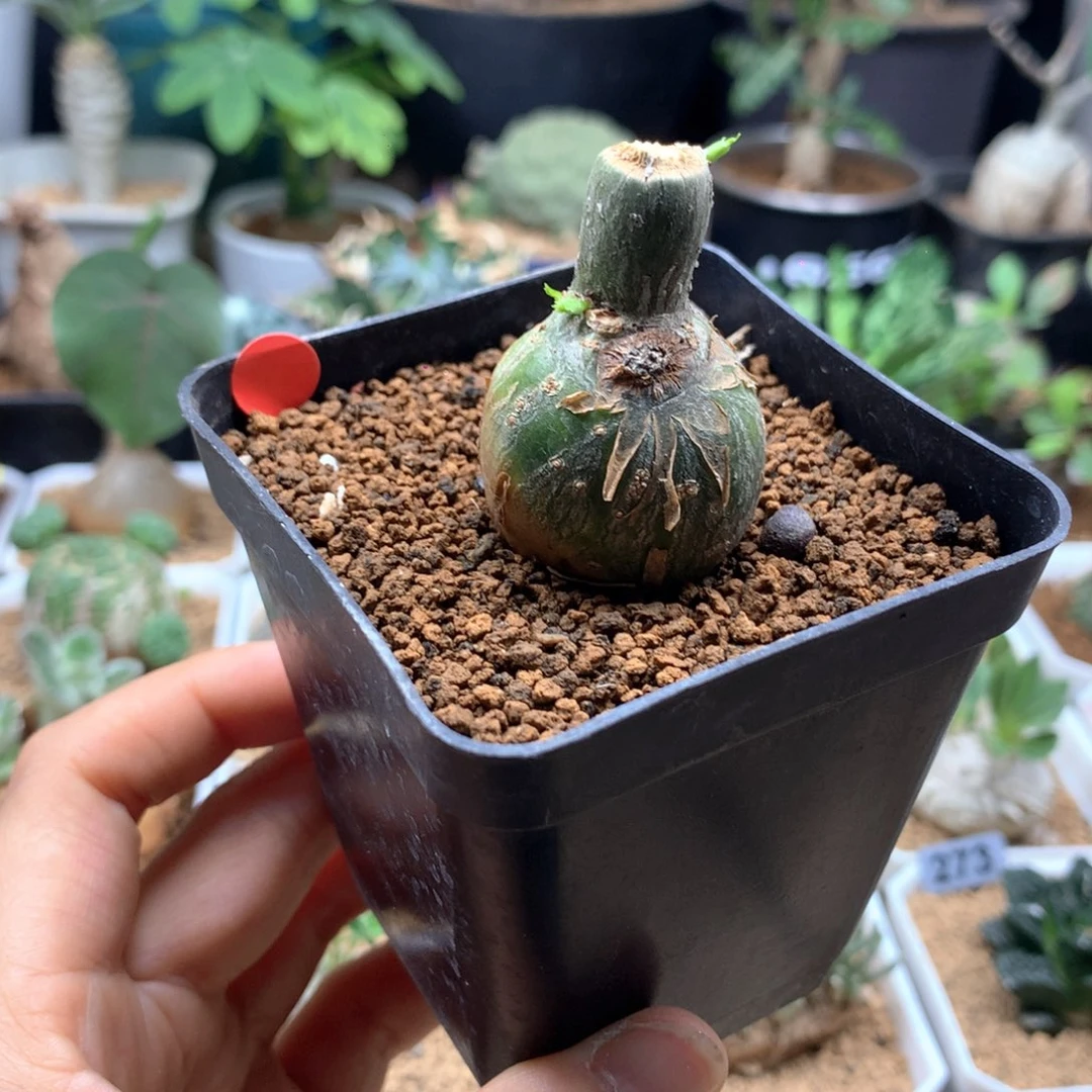 枫叶苦瓜带盆多肉