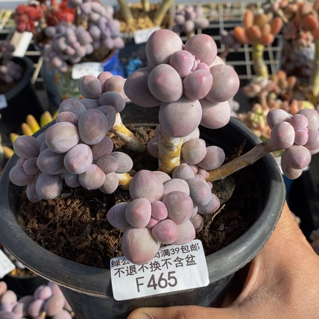 465大群香水手指奶酪12cm