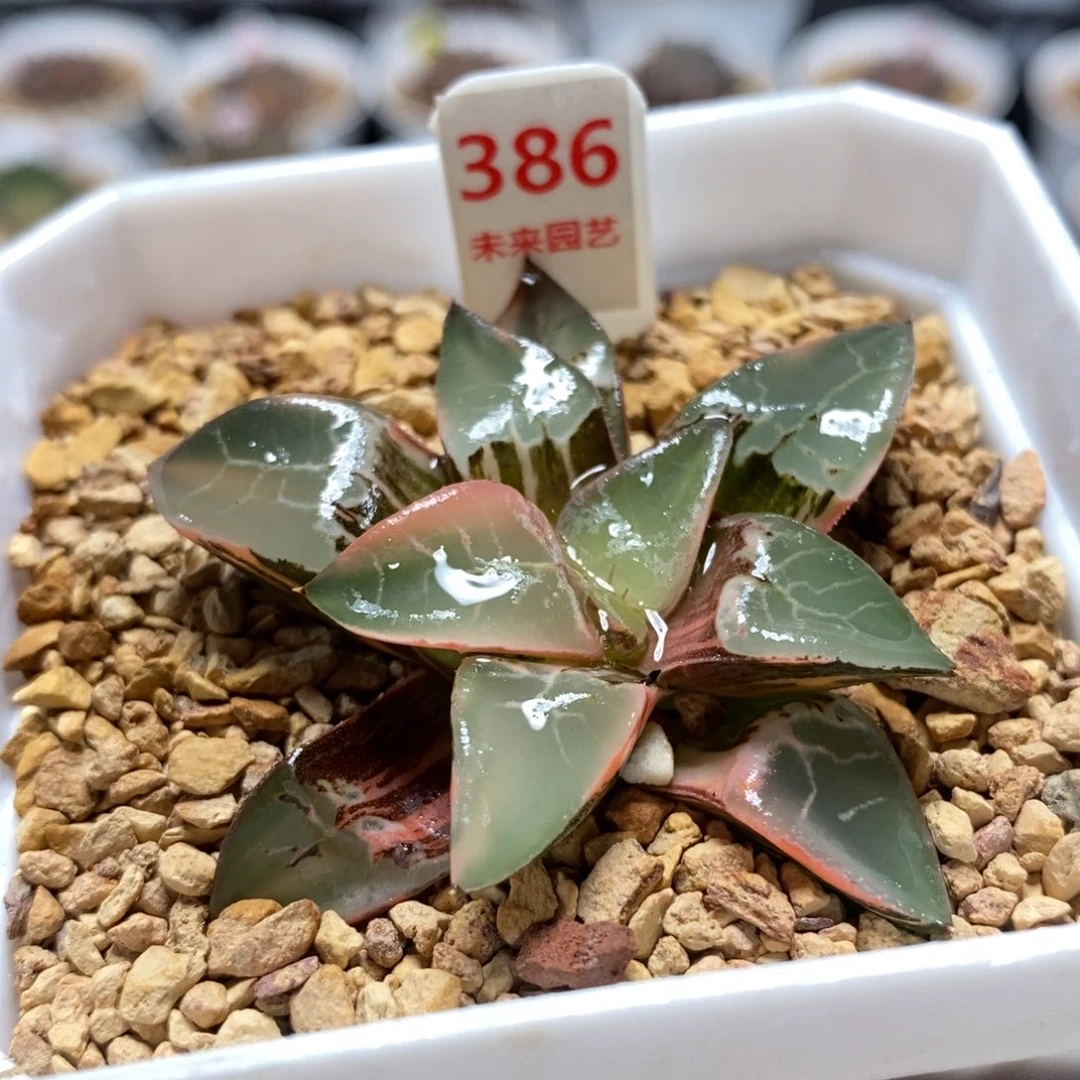 386火凤凰克锦一物一图