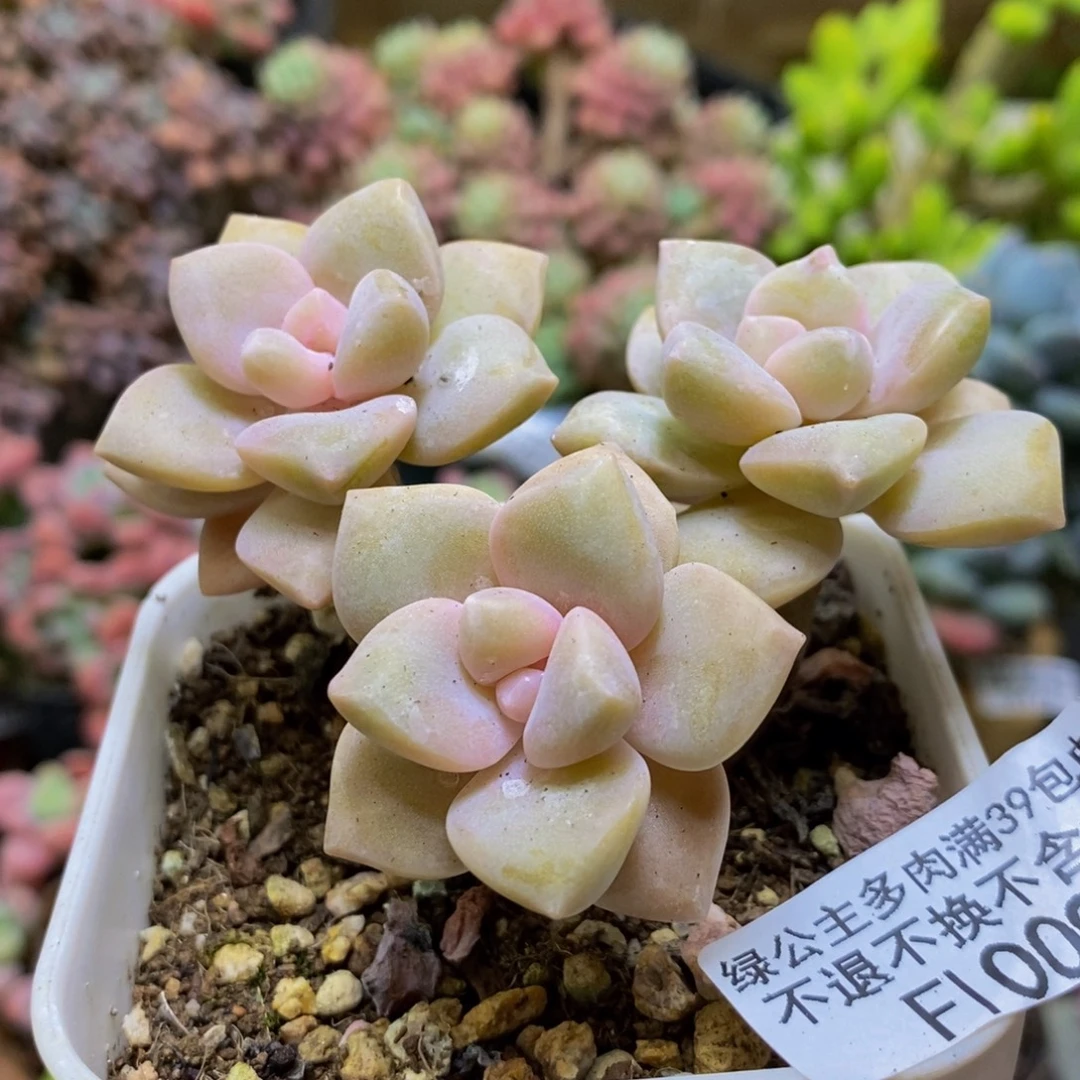 009美杏锦8cm多肉