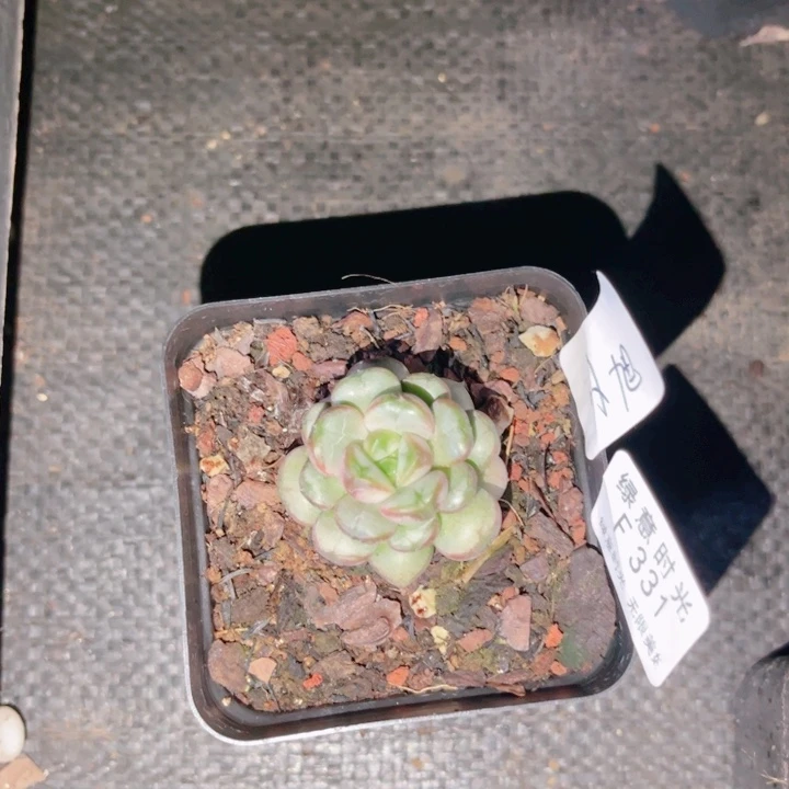 哎***旭331 葡萄 带陶瓷盆发货 满28包邮