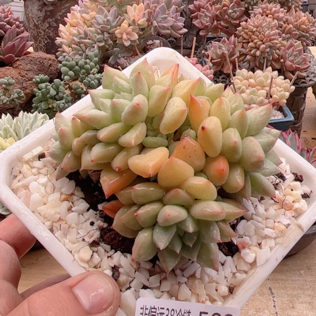 588黄金象牙德华多肉