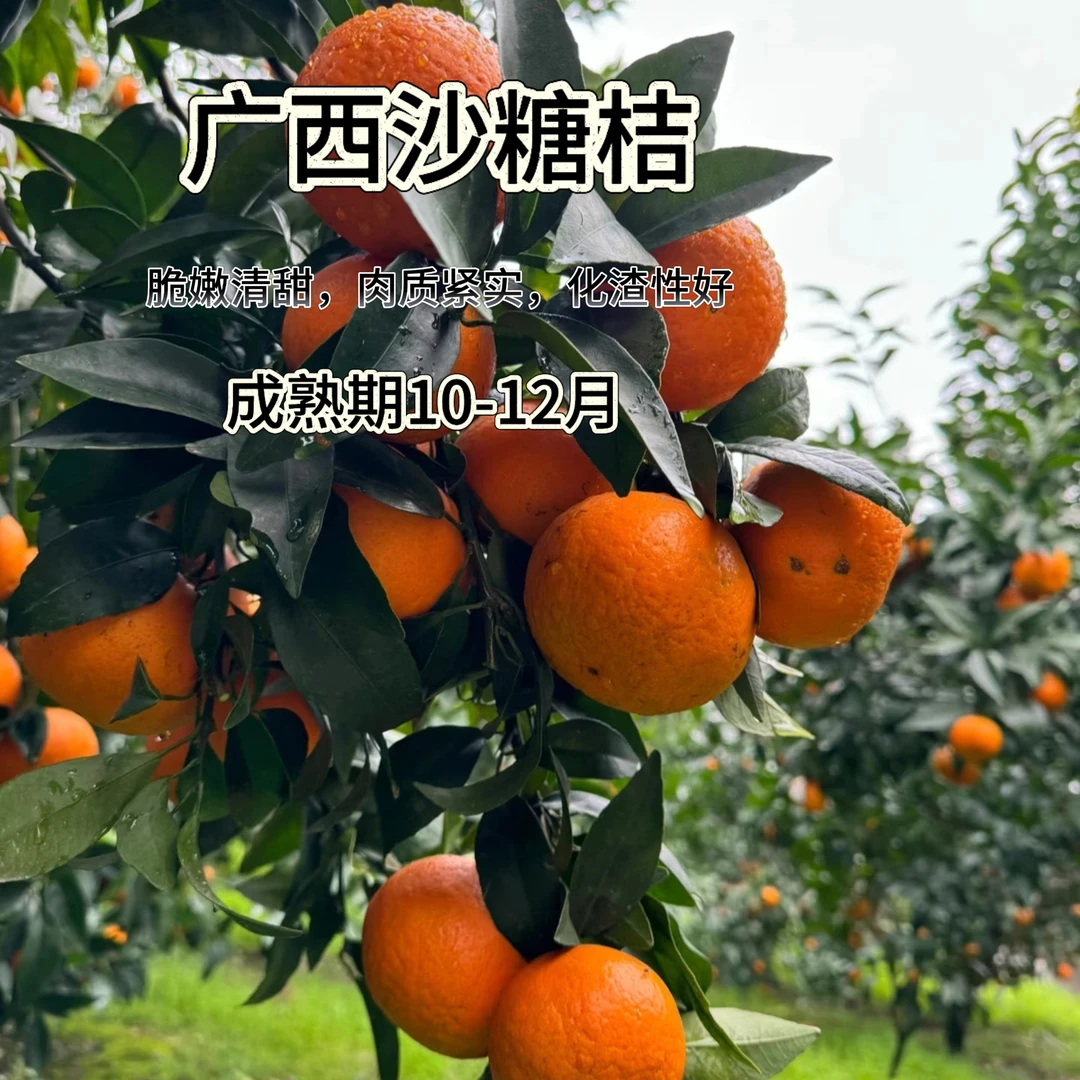 【广西沙糖桔】直播福利 2颗 容器苗