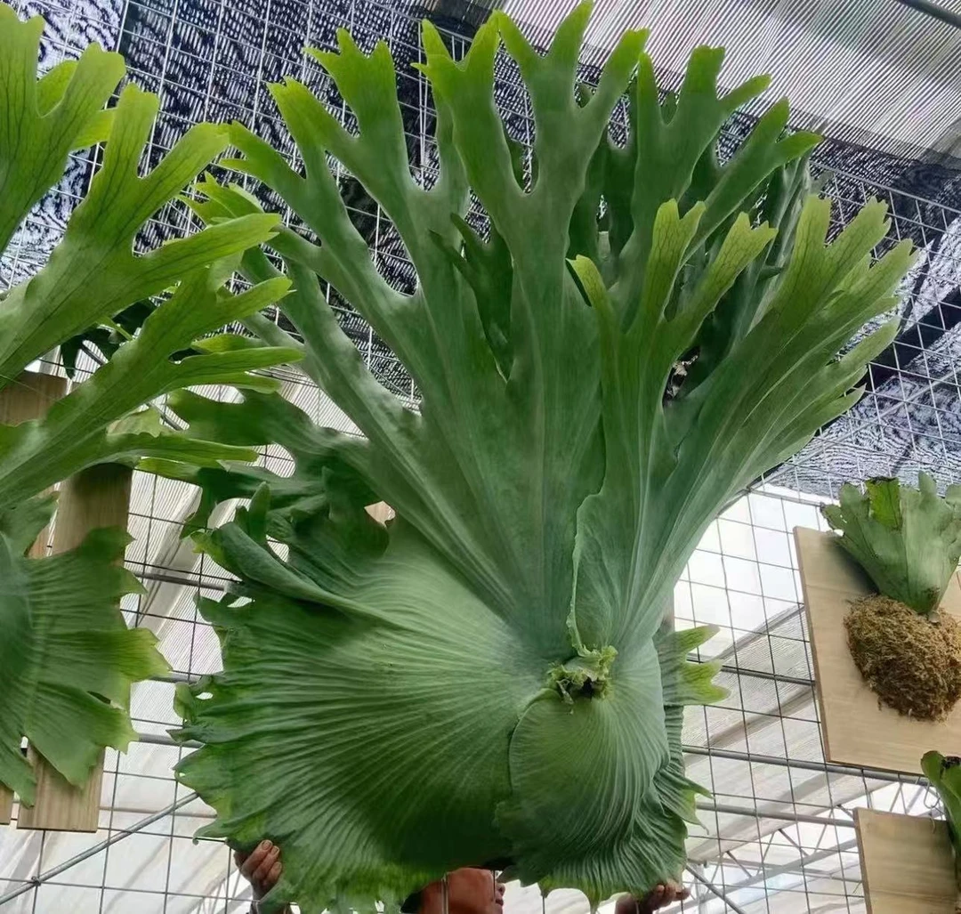 【女王鹿角蕨】室内高端好养观叶绿植