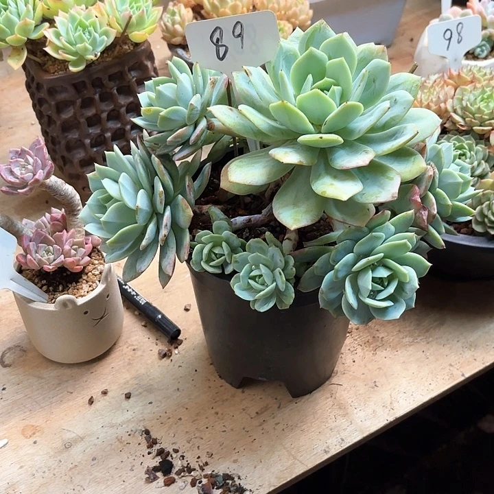 多肉植物，恋曲89号