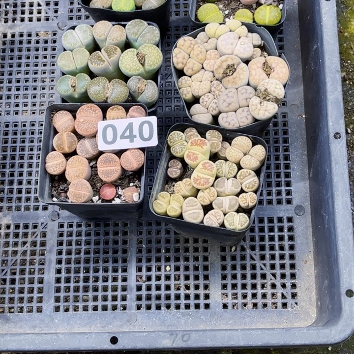 040 一物一图如图生石花6盆