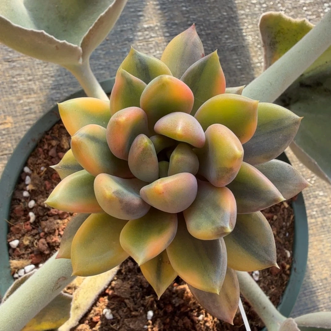 红象牙拉丝锦锦上园艺一物一拍