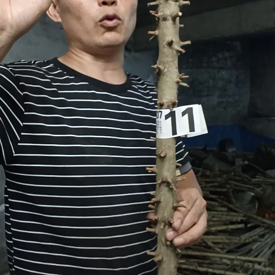 缘***香榧木高山 檬子木文玩料