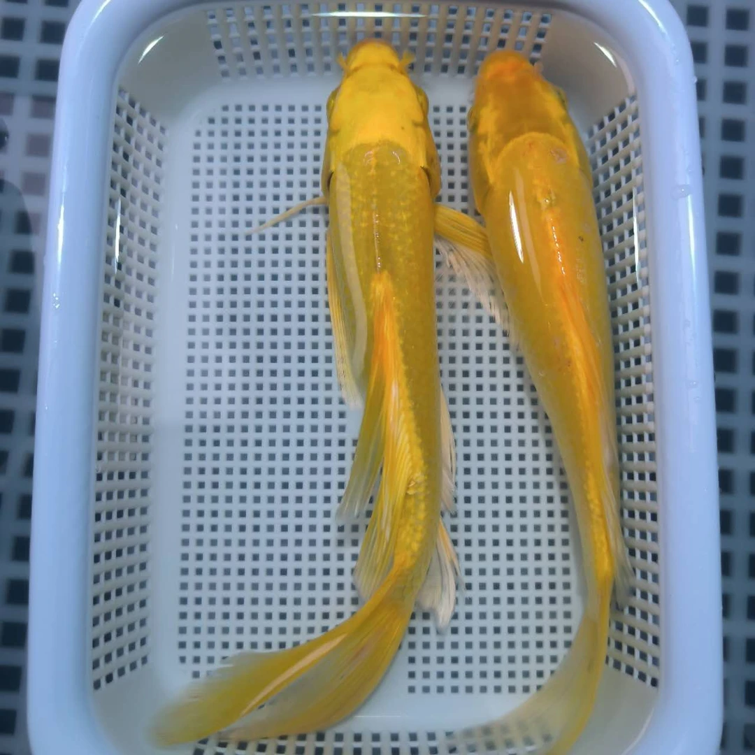 【大尺寸18-20cm】黄色两条大尺寸锦鲤观赏鱼冷水鱼好养耐活