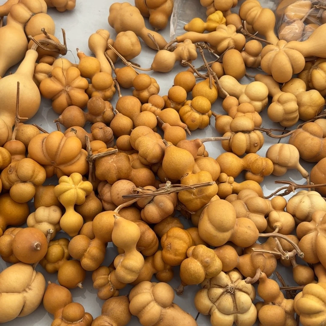 小***总葫芦58个品种共计出库蔬菜种子