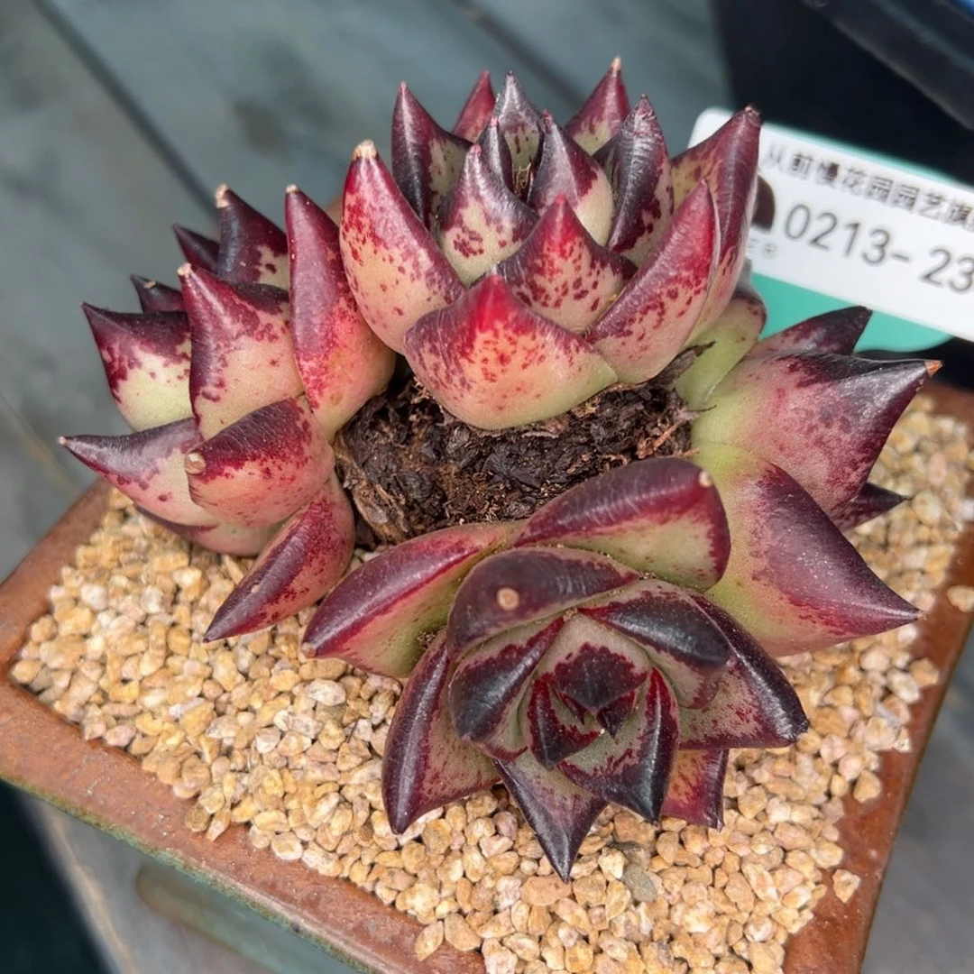 从前慢多肉精选编号0213.235