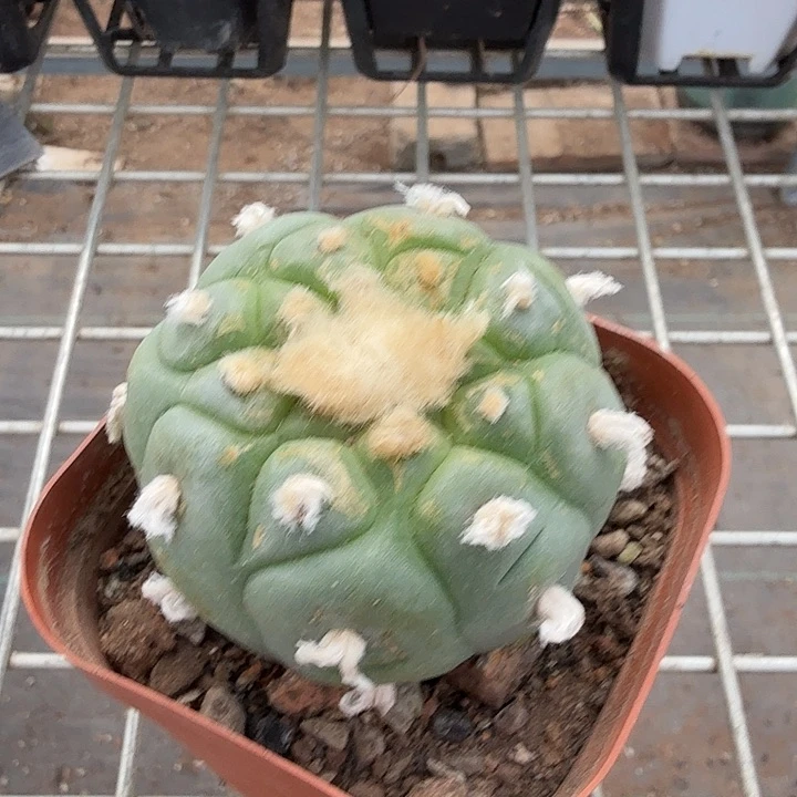 实生长毛大鱼5仙人球