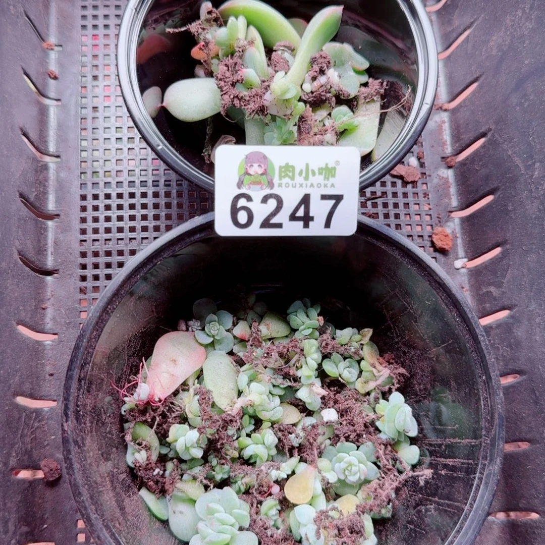 月***凉多肉植物多肉植物