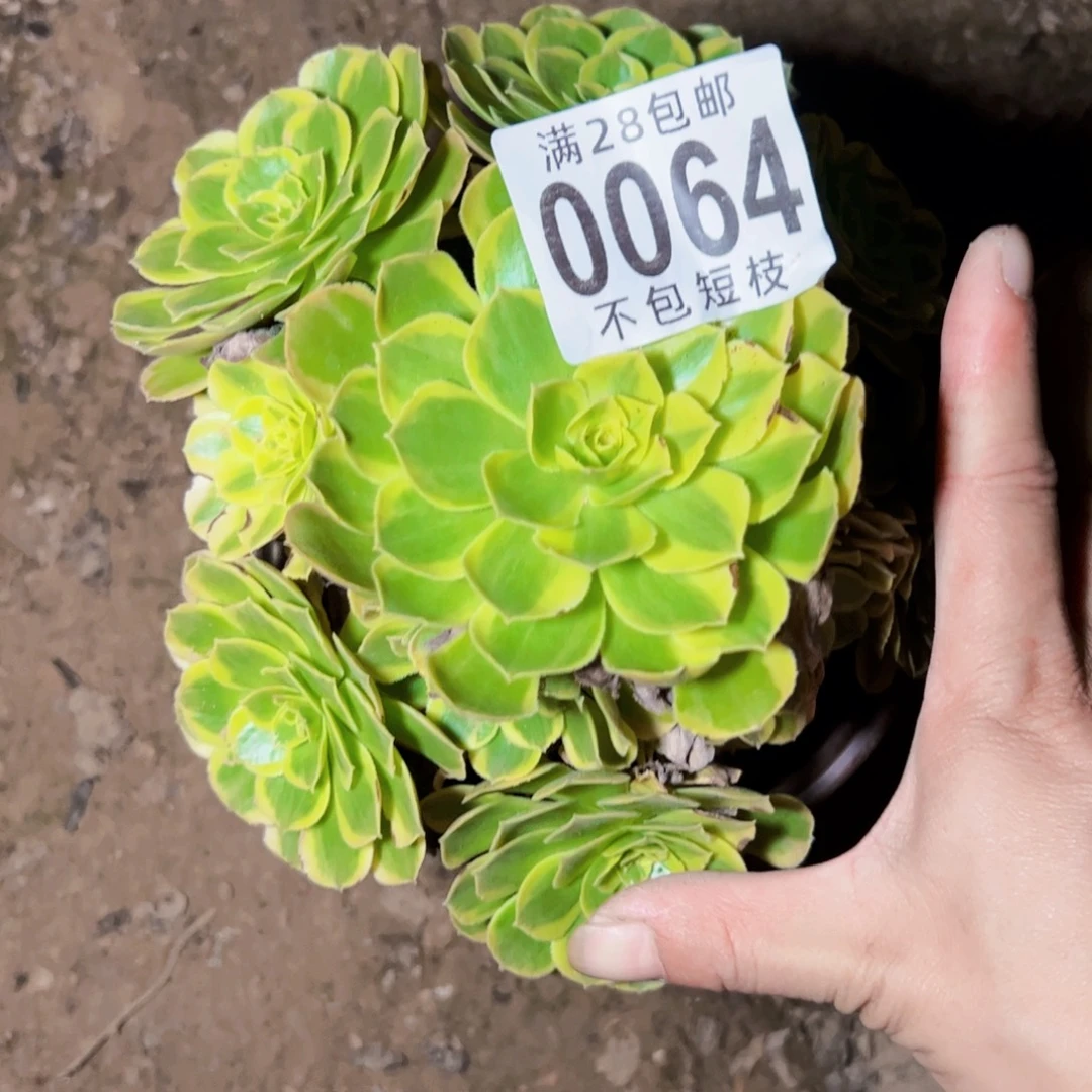 0864奶白多肉植物法师