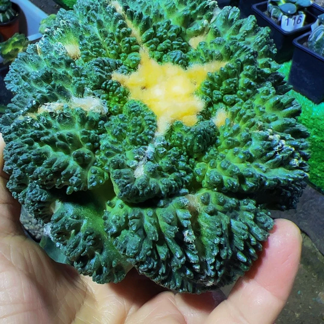 无花朵福利大尤哥斯拉牡丹杆子缺水788